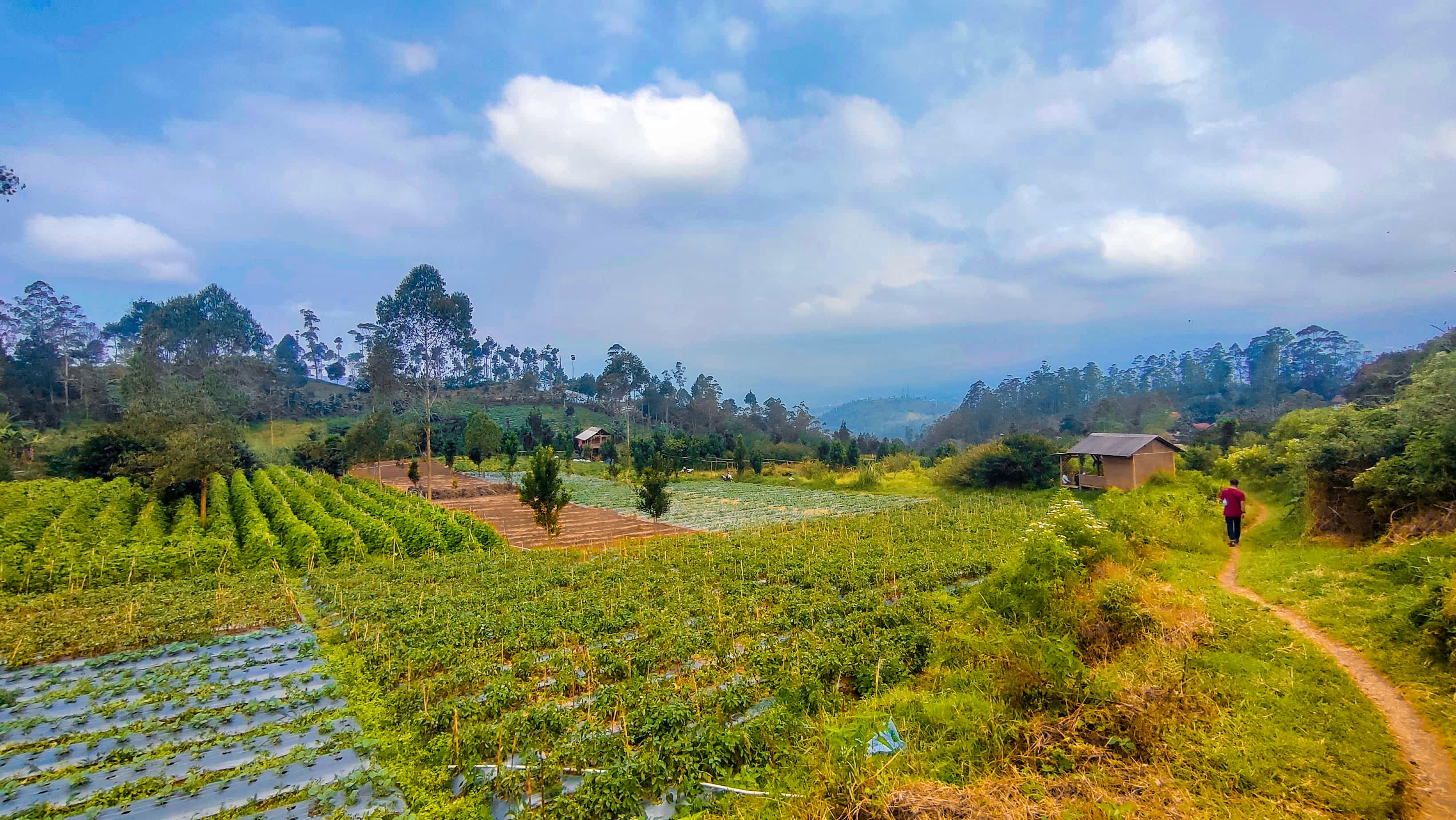 PENYERAPAN HASIL PANEN PETANI DI GARUT